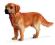 Pies - Golden Retriever 16335 figurka Schleich