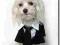 Smoking LAS VEGAS  dogszone.pl