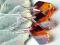 Cubist * Swarovski * Copper Blask Bursztynu Srebro