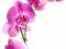 Orchidea - pink - fototapeta 175x115 cm