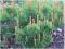Sosna górska kosodrzewina Pinus mugo pumilo