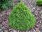 Picea abies 'Tompa' - Świerk pospolity *SZCZEPIONY