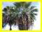 ===> PALMA WASHINGTONIA 5 szt NAJTANIEJ <===