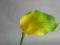Ekskluzywne sztuczne kwiaty KALLA Zielona nr 840