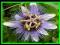 MARAKUJA MĘCZENNICA Pasiflora sadzonki 40cm