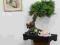 bonsai sztuczne drzewko fontanna. okazja