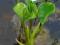 roślina oczko CZERMIEŃ BŁOTNA calla palustris