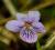 roślina oczko FIOŁEK BŁOTNY Viola palustris