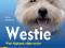 Westie West highland white terrier - -KONIN, Nowa