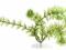 Tetra DecoArt Anacharis dł 15cm - roślina sztuczna
