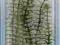 Tetra DecoArt Anacharis dł 23cm - roślina sztuczna