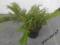 Jałowiec sabiński Tamariscifolia C3 50-60 cm