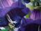 KOBEA PNĄCA (Cobaea scandens) - fioletowa