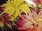 SZARŁAT TRÓJBARWNY FINEZJA (Amaranthus tricolor)