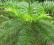 KUNINGAMIA CHIŃSKA (Cunninghamia lanceolata) 20sz