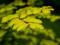 Metasequoia glyptostroboides 'Golden Rush' - Meta