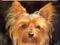 Yorkshire terrier, Karin Biala-Gauss - od SS