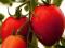 Pomidor BAWOLE SERCE MIĘSISTY DOSKONAŁY POMIDORY