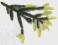 Picea orientalis 'Aurea' - Świerk kaukaski ZŁOTY