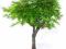 Klon palmowy - arakawa - bonsai outdoor
