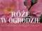 Róże w ogrodzie. NOWA