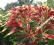 Szarłat trójbarwny amaranthus tricolor NOWOŚĆ