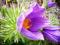 SASANKA 'Fioletowa' (Anemone pulsatilla)