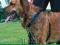 SZELKI TRENINGOWE EASY WALK XL TRIXIE PIES CIĄGNIE