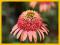 Echinacea Irresistible, Jeżówka