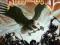 AA89C ROSS THE BOSS NEW METAL LEADER (CD)