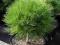 Pinus nigra 'Marie Brgeon' - SOSNA CZARNA !!!!!!!