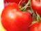 Pomidor Krakus doskonała odmiana na przetwory