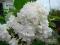 Lilak o białych,pełnych,pachnących kwiatach 70 cm