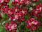 SKALNICA -Śliczne zwarte poduchy, czerwone kwiaty