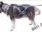 NOWA KOLEKCJA SZELKI SLED roz. XXL HUSKY MALAMUT