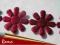 HIT!! KWIAT ASTER WZ12 __Duże bordowe kwiaty/10
