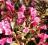 Krzewuszka Naomi Campbell bordowe liście piękna !!