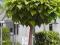 CATALPA (KATALPA) 220cm Drzewa alejowe CZĘSTOCHOWA