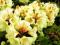 Rhododendron 'Goldbukett' - ZŁOTY BUKIET !!!!!!!!