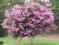 KWITNIE 120 DNI Lagerstroemia Sioux