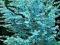Niebieski eukaliptus gunnii sadzonka 60cm