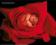 ANNE GEDDES - RED ROSE - plakat 40x50cm !