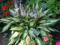 Hosta CHERRY BERRY stop HVX funkia w P11