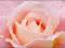 PINK ROSE - rewelacyjny plakat 61x92cm !