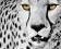 Obraz Plakat 50x40cm Dziki Kot Gepard R296