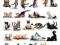 Yoga Cats - plakat 40x50 cm