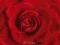 Czerwona róża (Red rose) - plakat 91,5x61 cm