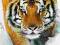 Tygrys Bengalski plakat trójwymiarowy 3D - 47x67cm