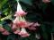 BRUGMANSIA RÓŻOWA (DATURA)_ _ _ _ _ _ _ _ SADZONKI