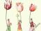 LUX SERWETKI PAPIEROWE Ladies and Tulips DECOUPAGE